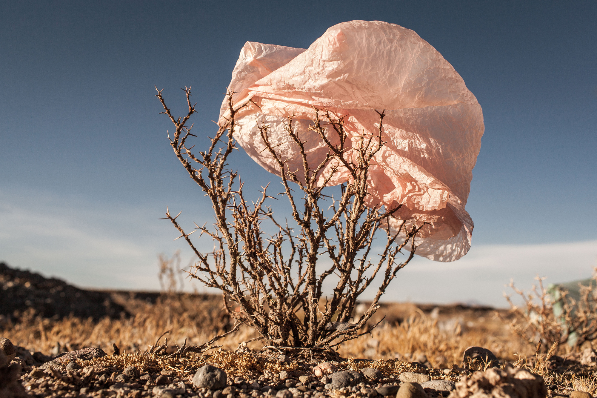 Plastic Trees by Eduardo Leal World Photography Organisation